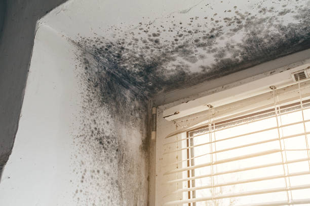 Affordable Basement Mold Removal solutions in Emerson, GA
